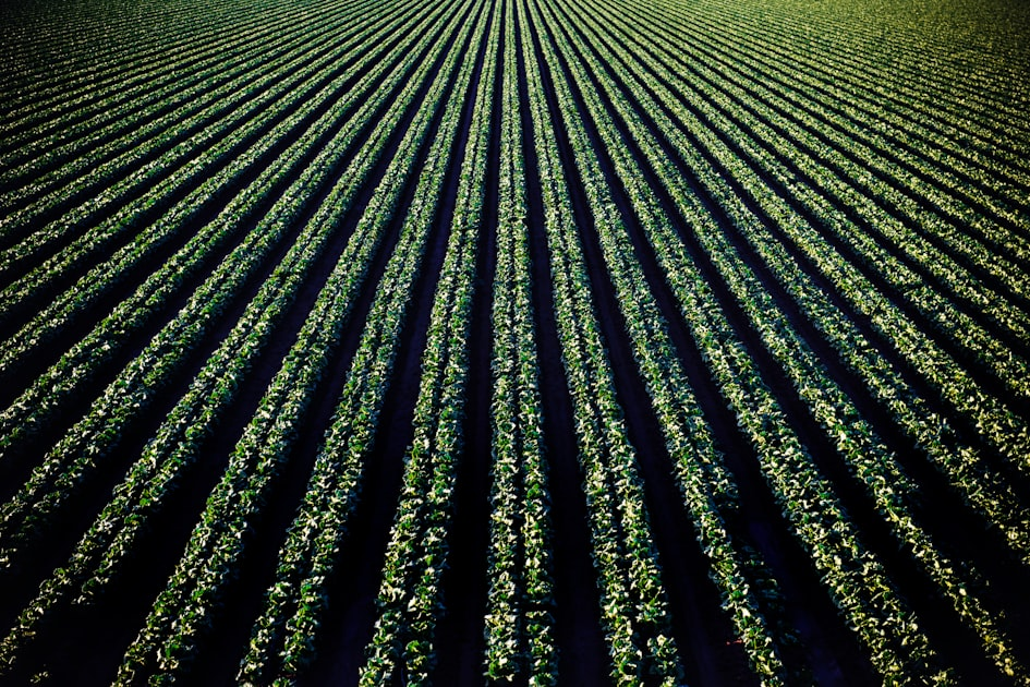 The Role of Technical Knowledge in Agriculture