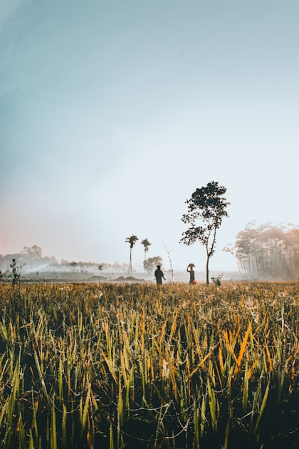 Understanding the Agricultural Value Chain